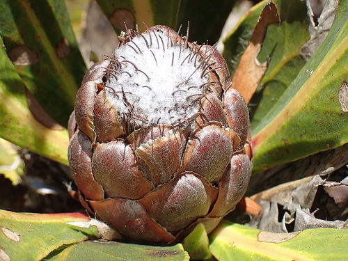 Leafy Sugarbush (Protea foliosa)