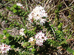 Agathosma puberula
