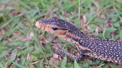 Varanus togianus