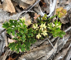 Xanthosia leiophylla