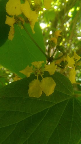 Stigmaphyllon bonariense, photograph 3