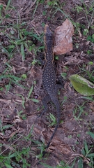 Varanus togianus