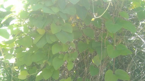 Stigmaphyllon bonariense, photograph 6
