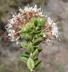 Agathosma puberula