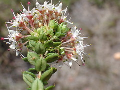 Agathosma puberula