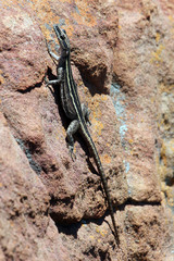 Platysaurus intermedius