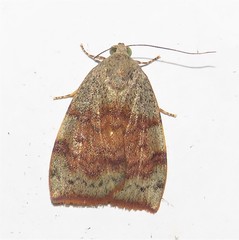 Detounda leptoplasta
