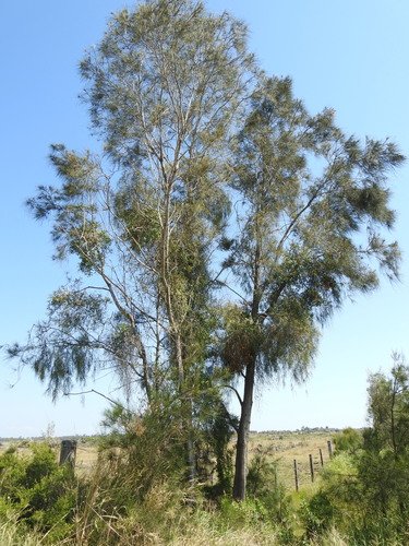 Swamp sheoak