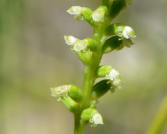 Microtis alboviridis