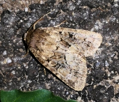 Clemathada calberlai