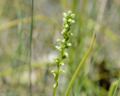 Microtis alboviridis