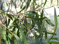 Lysiana subfalcata