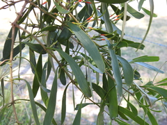 Lysiana subfalcata