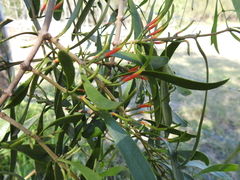 Lysiana subfalcata