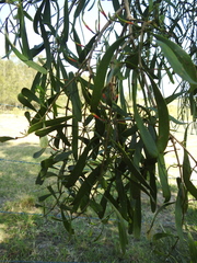 Lysiana subfalcata