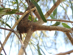 Lysiana subfalcata
