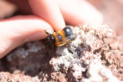 Anthophora purpuraria