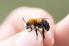 Anthophora purpuraria