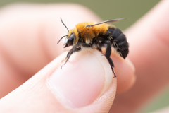 Anthophora purpuraria