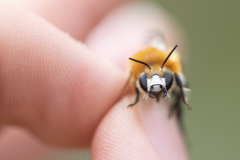 Anthophora purpuraria