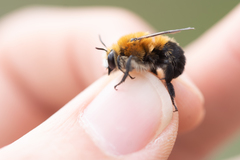 Anthophora purpuraria