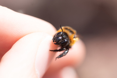 Anthophora purpuraria