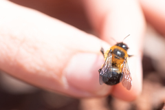 Anthophora purpuraria