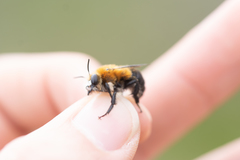 Anthophora purpuraria