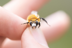 Anthophora purpuraria