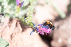 Anthophora purpuraria