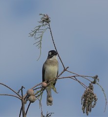 Pycnonotus sinensis