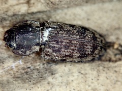 Phanodesta