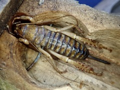 Hemideina ricta
