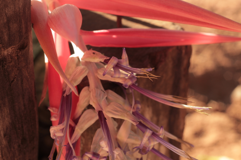Billbergia brasiliensis