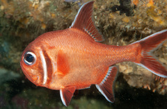Trachichthys australis