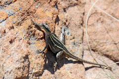 Platysaurus intermedius