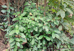 Rauvolfia serpentina