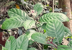 Rauvolfia serpentina