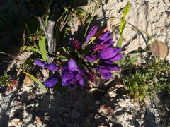 Codonorhiza elandsmontana