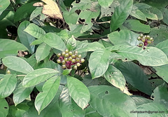 Rauvolfia serpentina