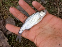 Scardinius hesperidicus