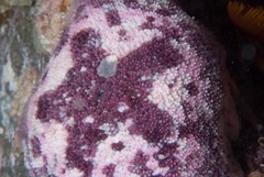 Parvulastra dyscrita