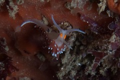 Cratena capensis