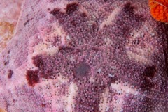 Parvulastra dyscrita