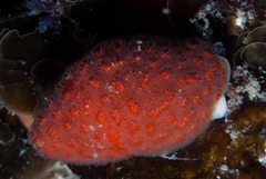 Alcyonidium nodosum