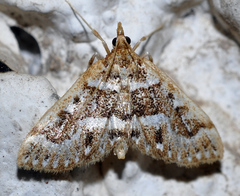 Anania murcialis