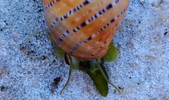 Phasianella australis