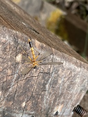 Harpobittacus phaeoscius