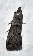 Acrobasis bithynella