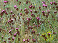 Dianthus cruentus